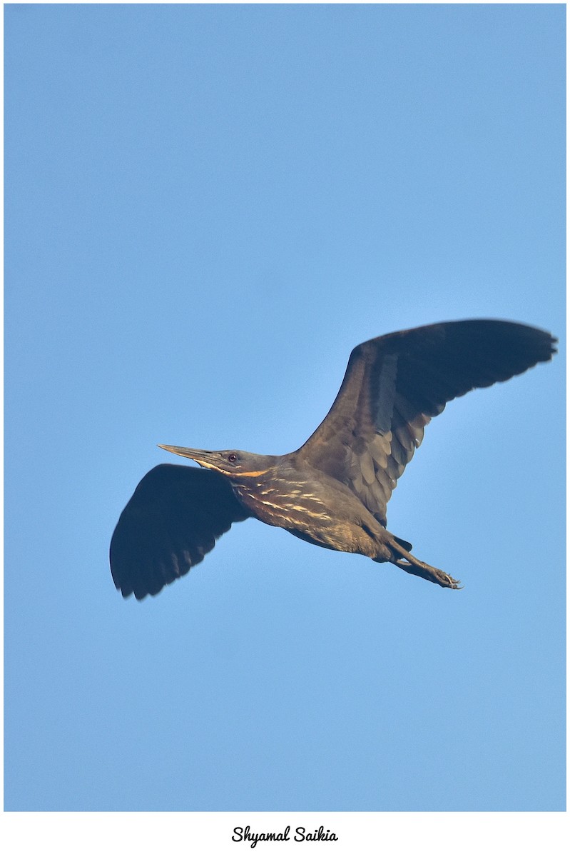 黃頸黑鷺 - ML620669291