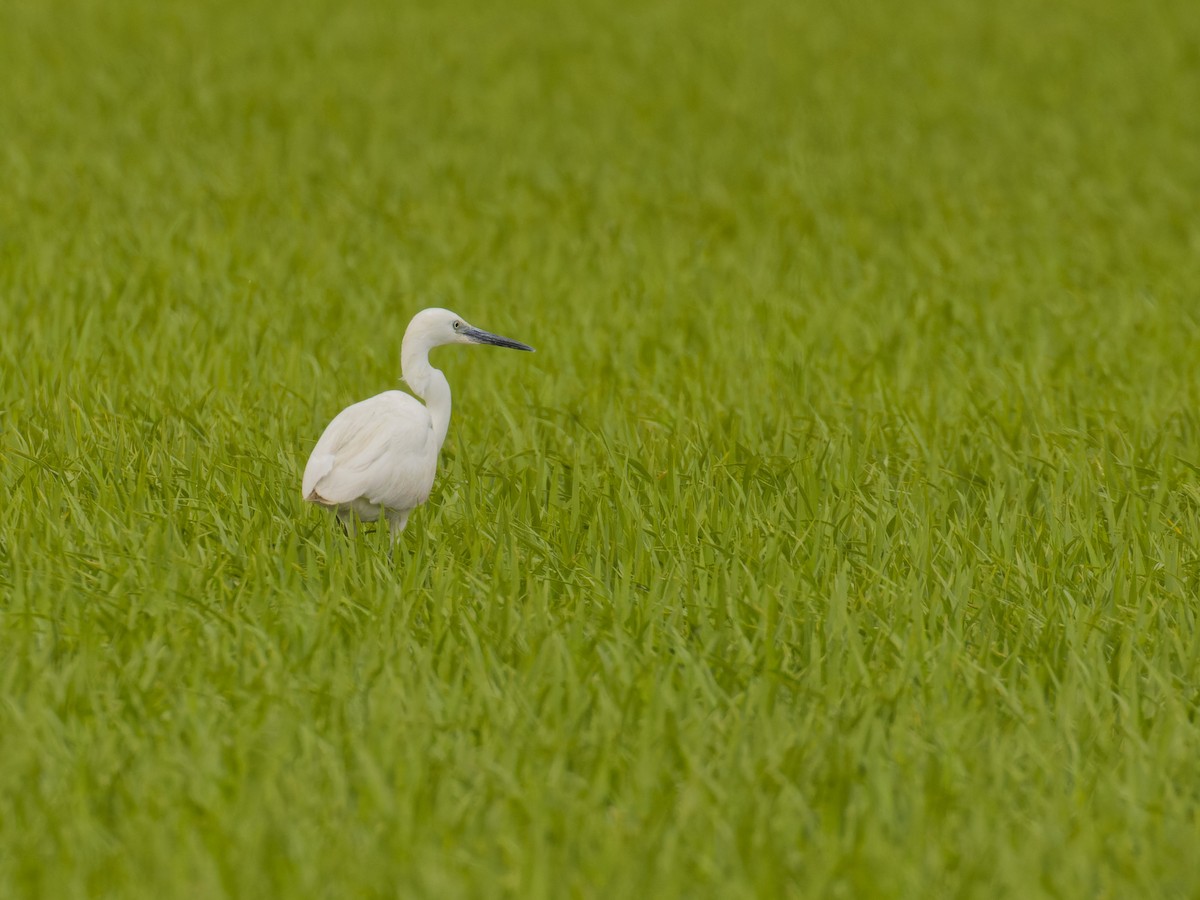 Little Egret - ML620669297