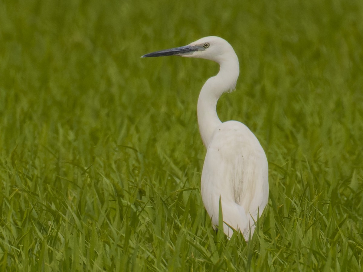 Little Egret - ML620669298