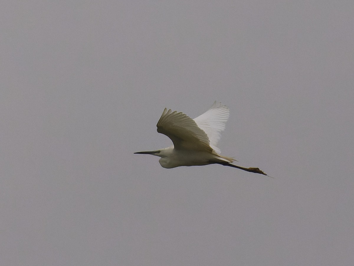 Little Egret - ML620669299