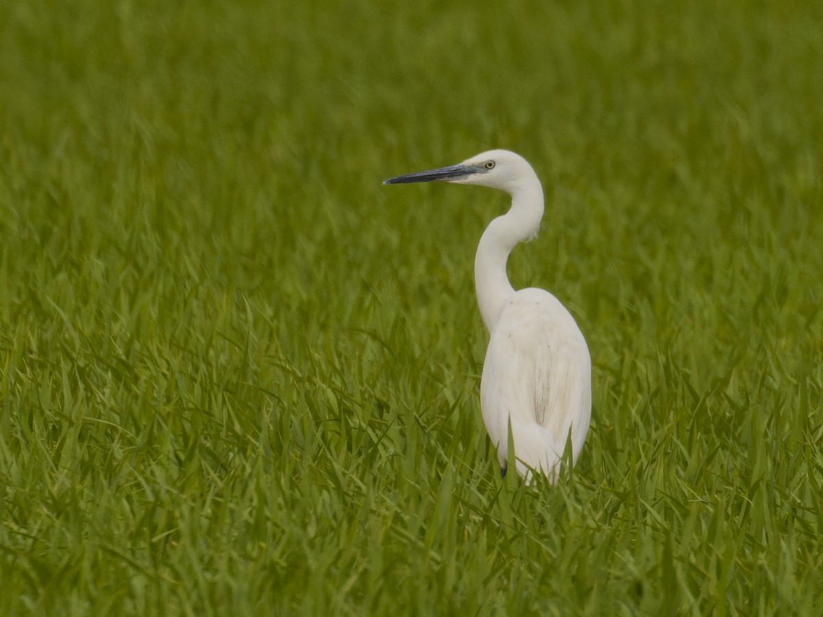 Aigrette garzette - ML620669300