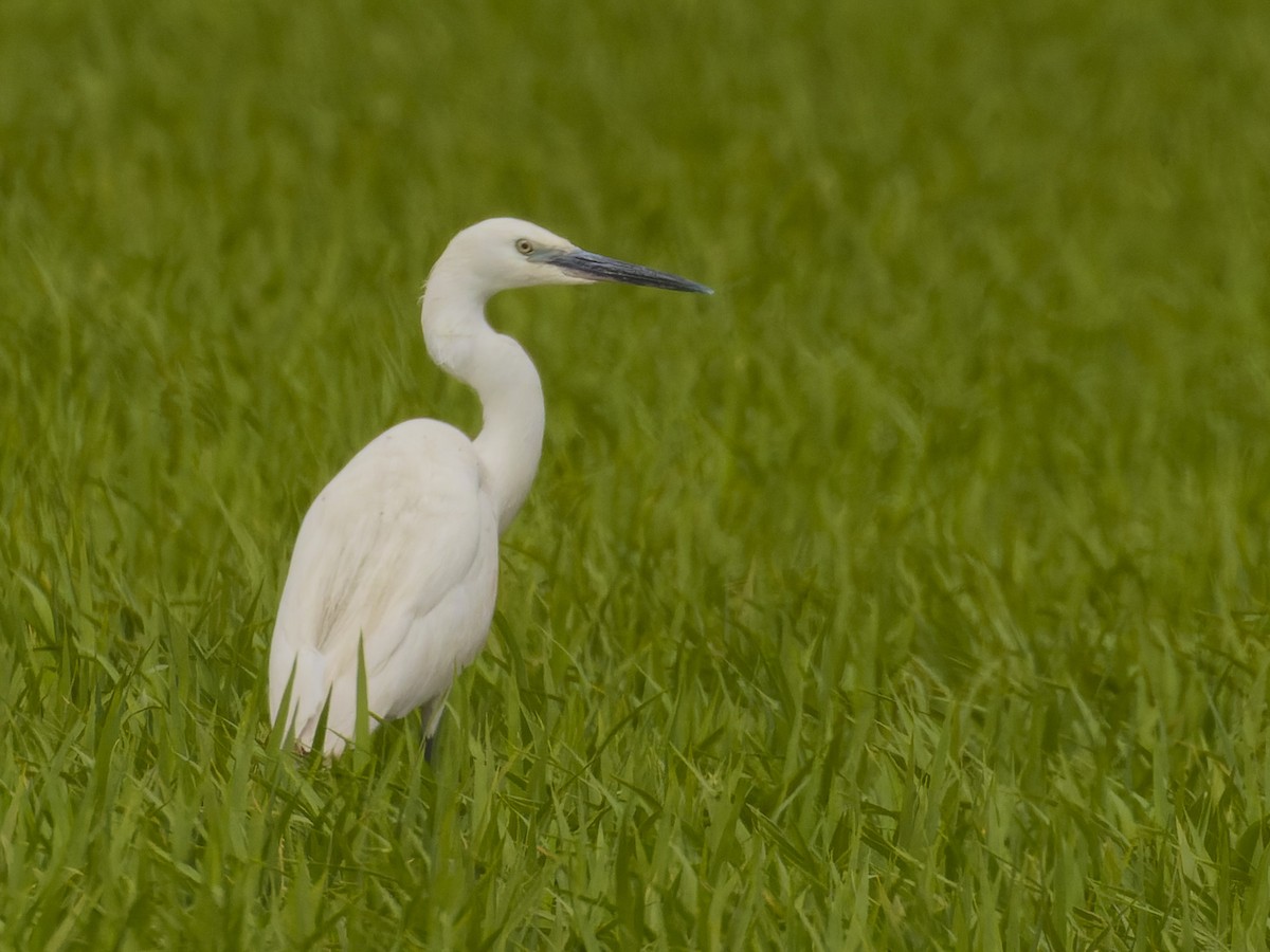 Little Egret - ML620669302