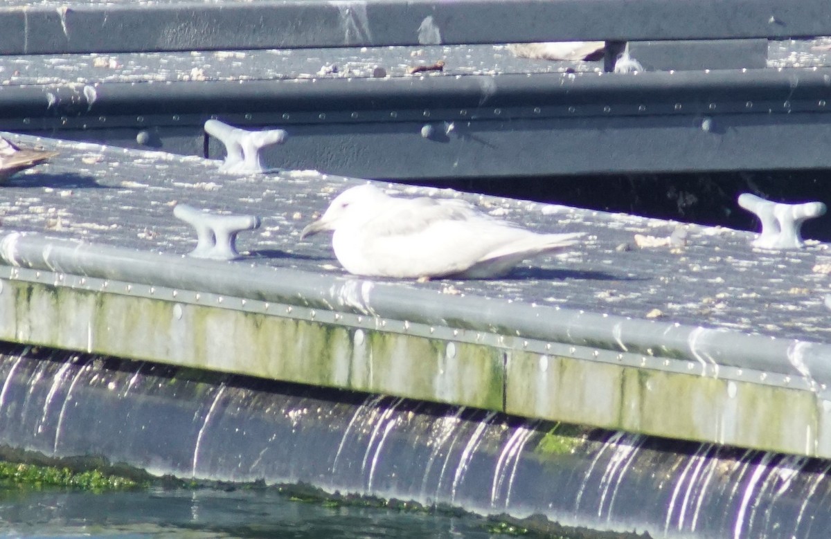 Glaucous-winged Gull - ML620669303