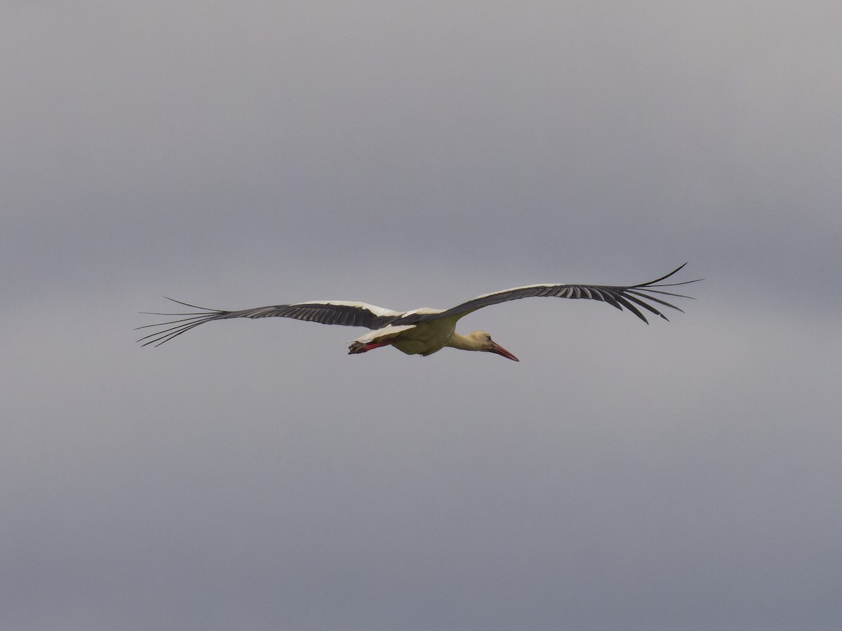 White Stork - ML620669308