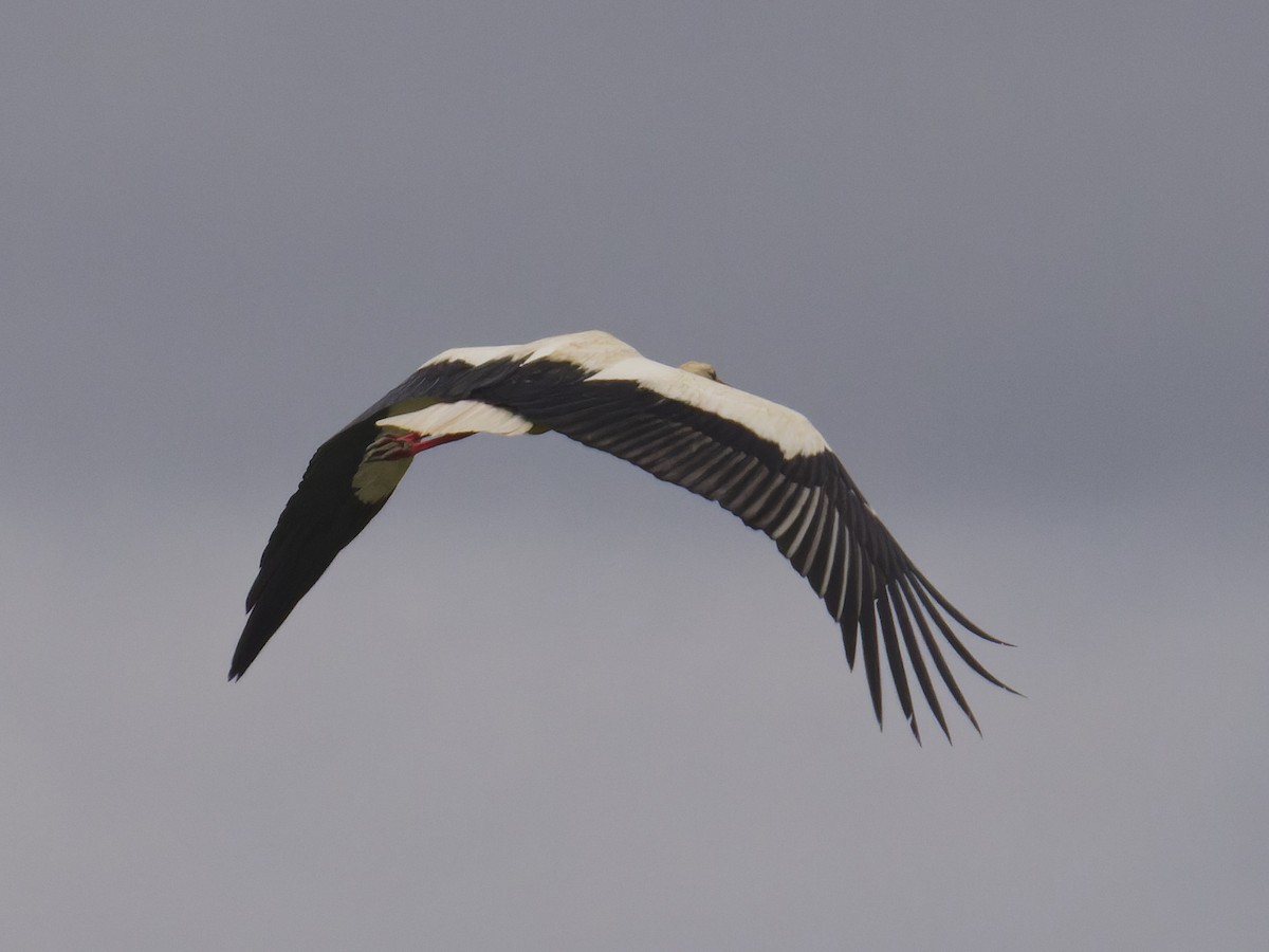 White Stork - ML620669309