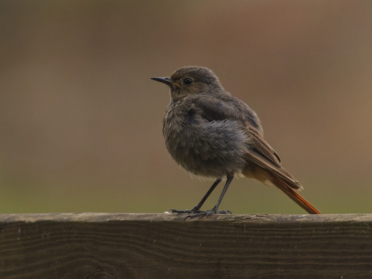 Black Redstart - ML620669312