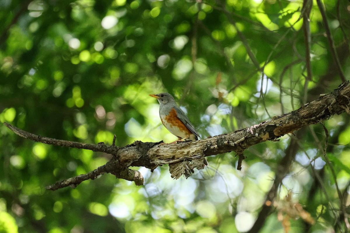 Gray-backed Thrush - ML620669313