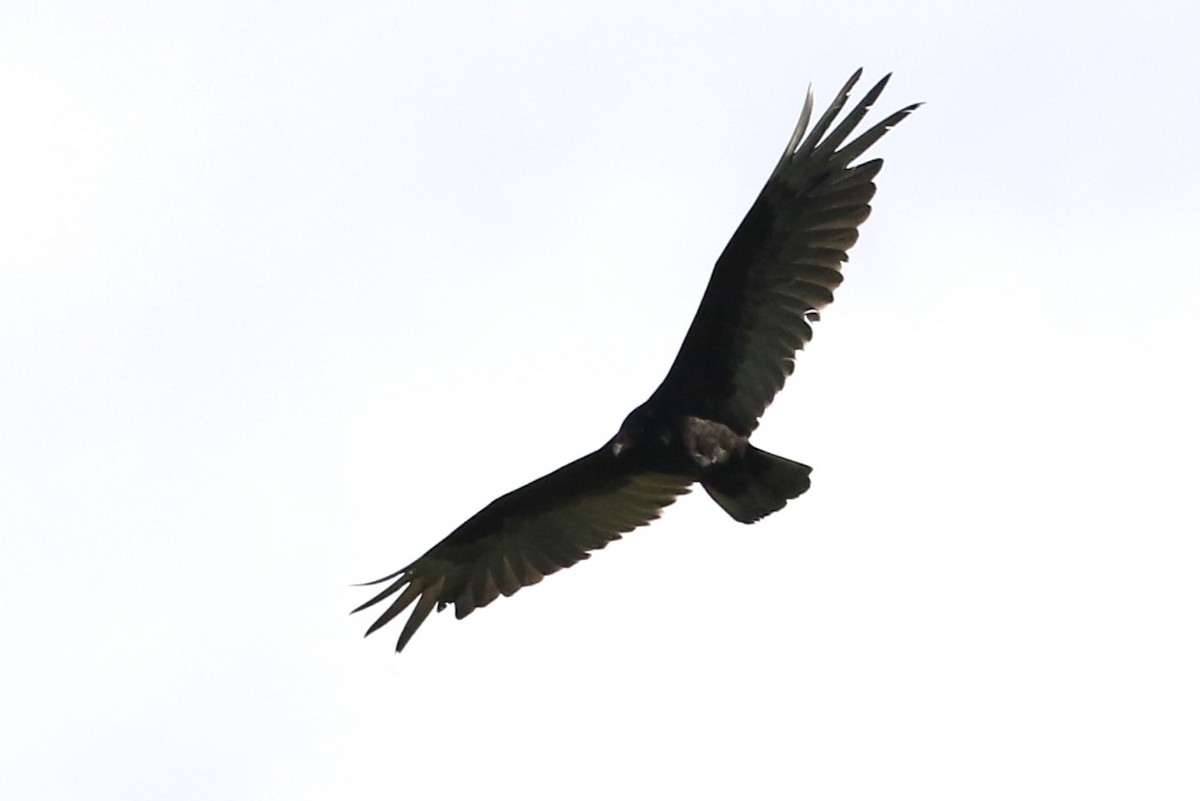 Turkey Vulture - ML620669314