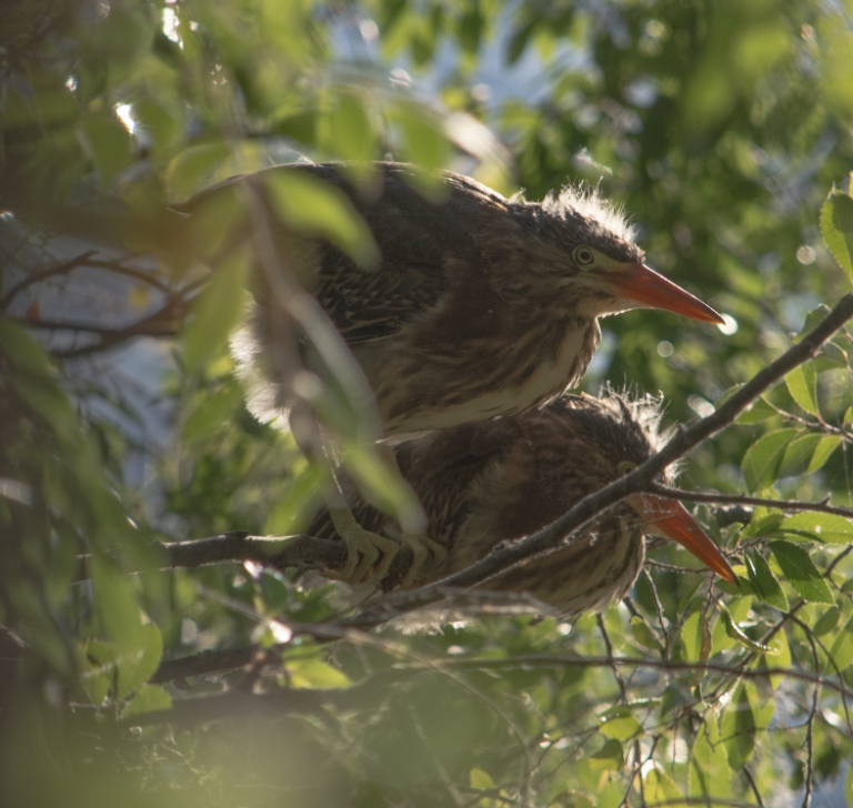 Green Heron - ML620669315