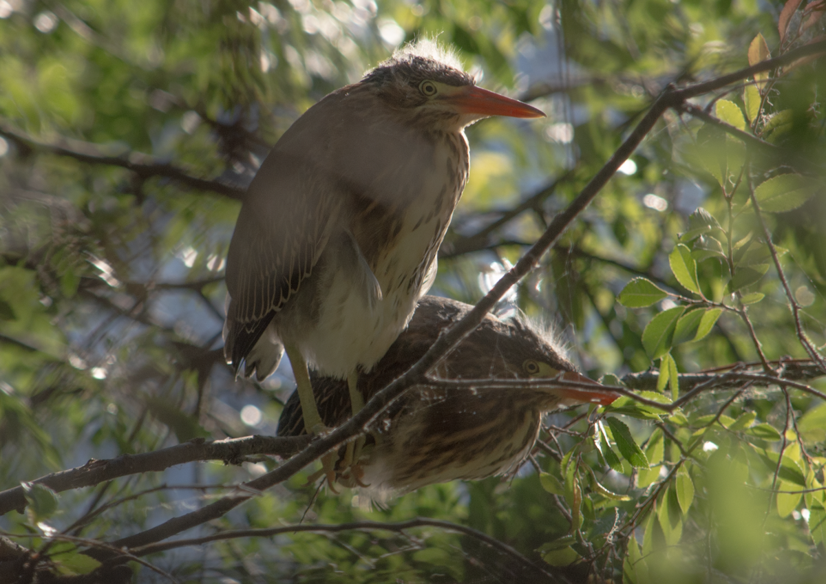 Green Heron - ML620669317