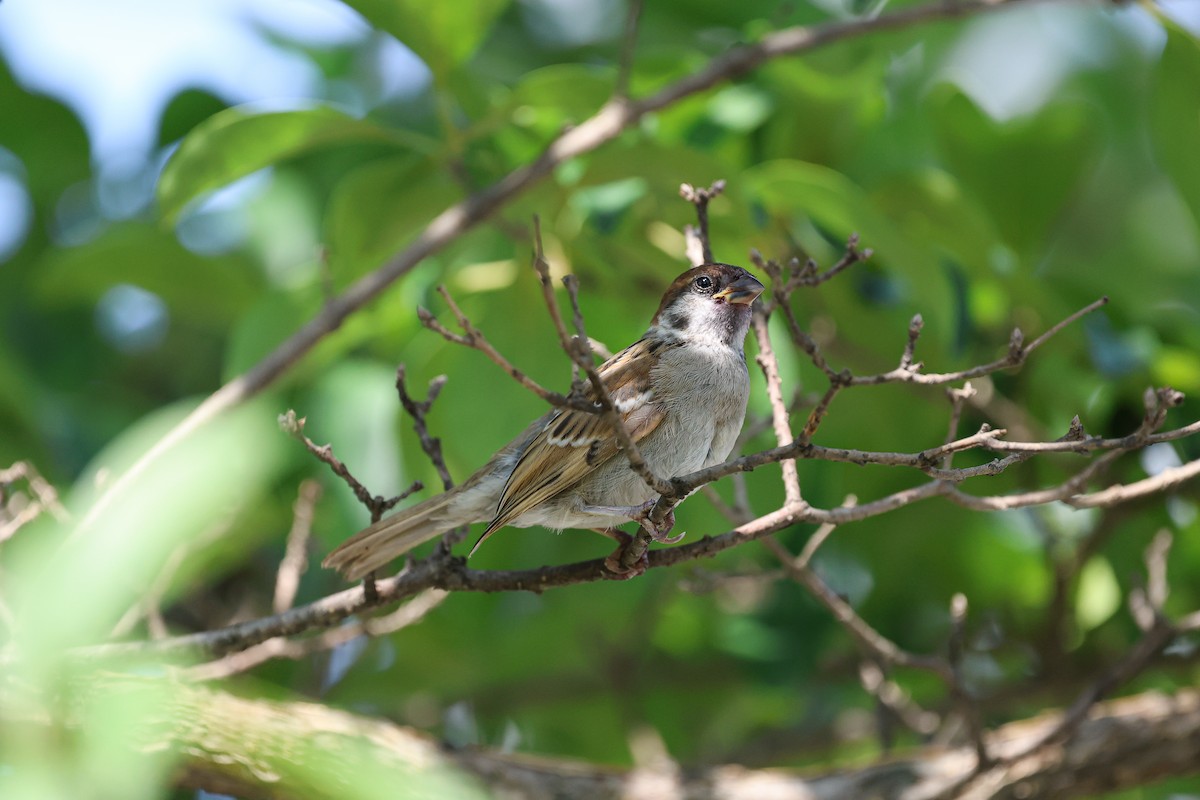 Eurasian Tree Sparrow - ML620669318