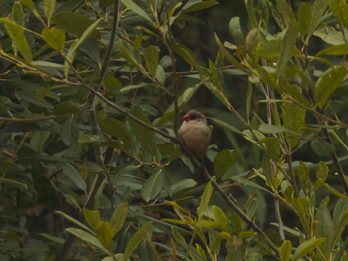 Common Waxbill - ML620669322