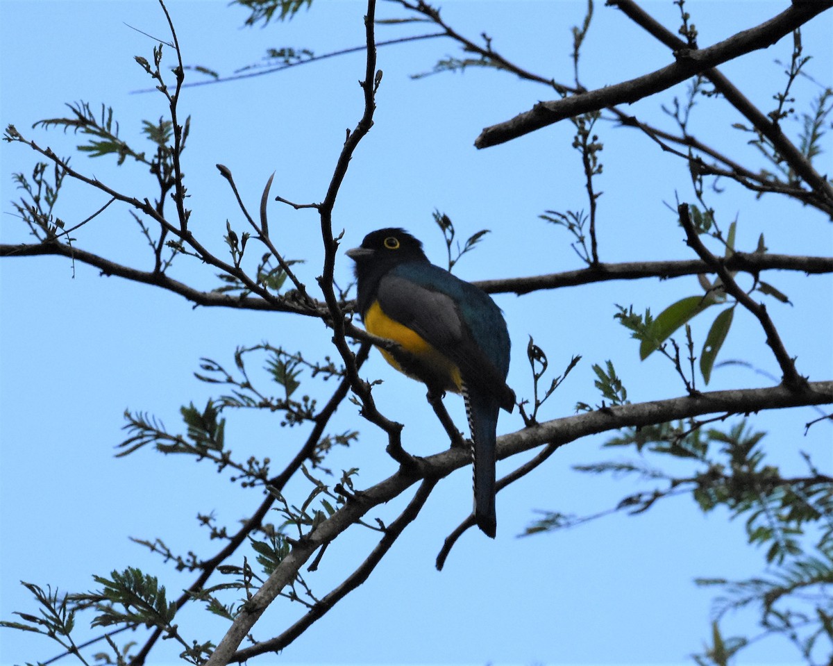 Gartered Trogon - Jerry Davis