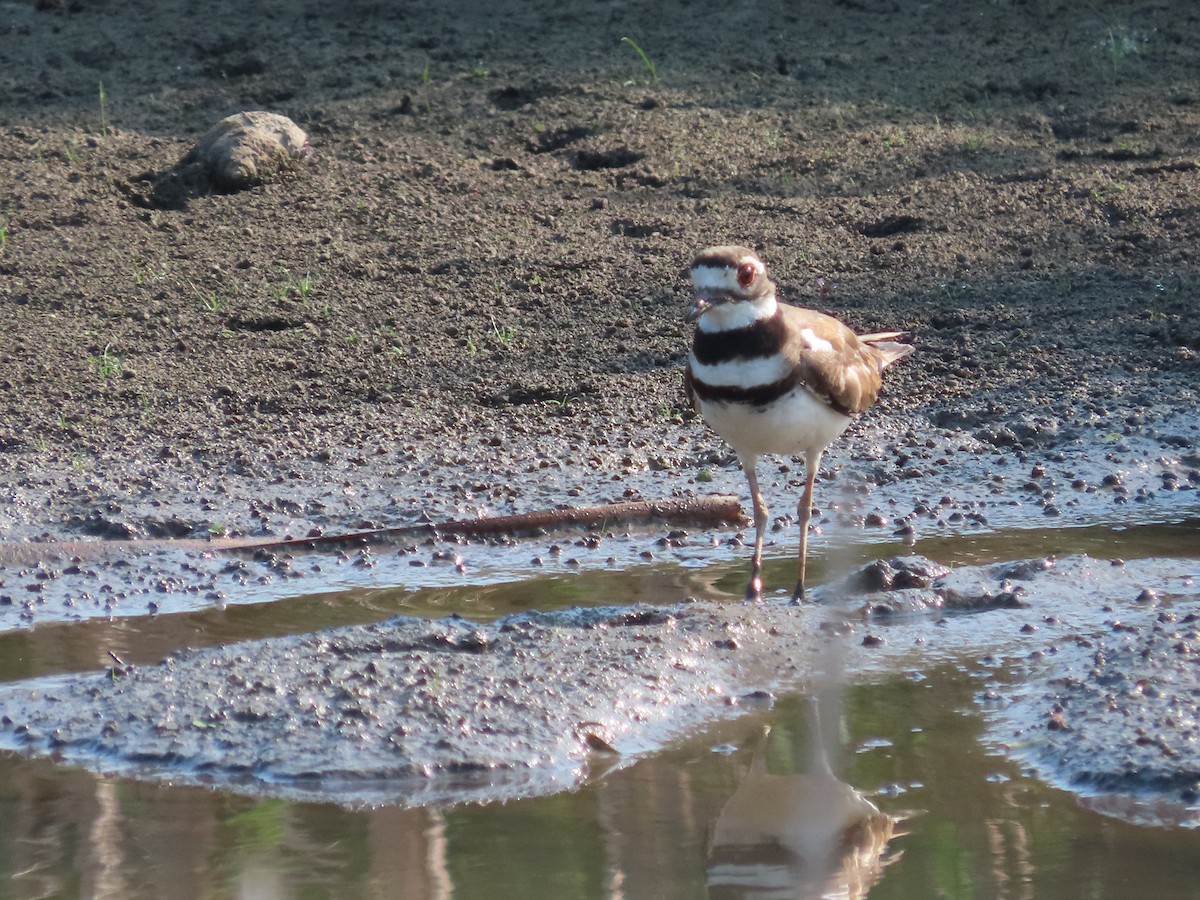 Killdeer - ML620669324