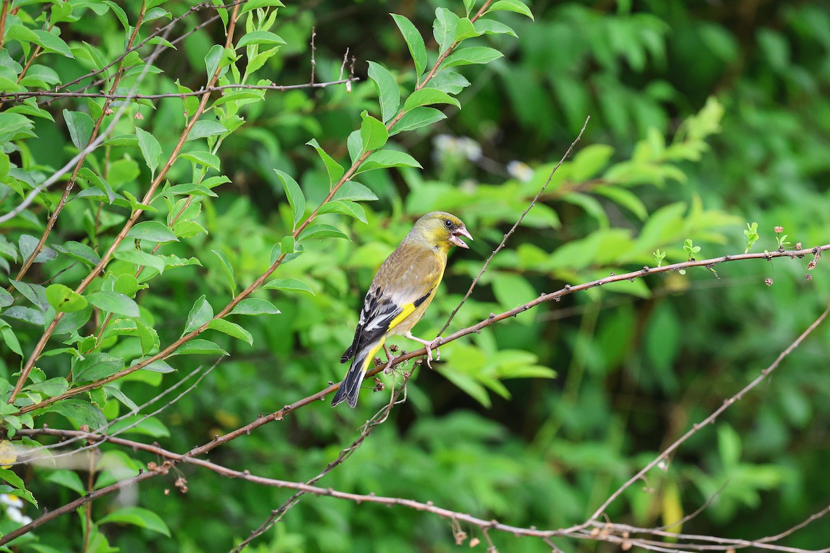 Oriental Greenfinch - ML620669325