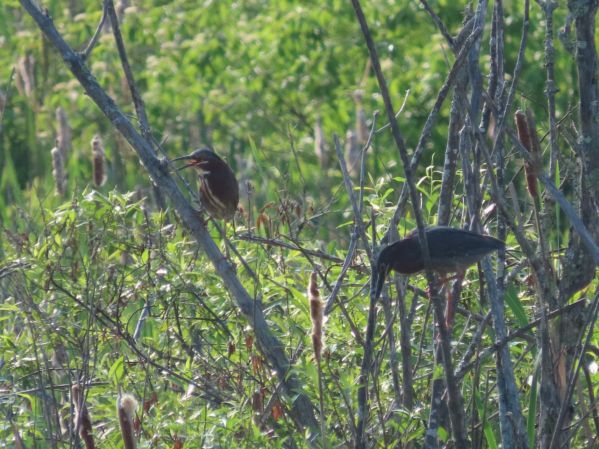 Green Heron - ML620669326