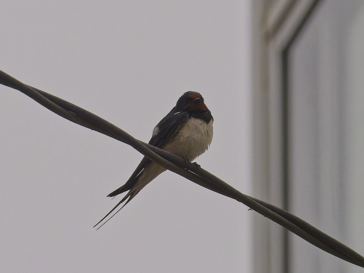 Barn Swallow - ML620669328