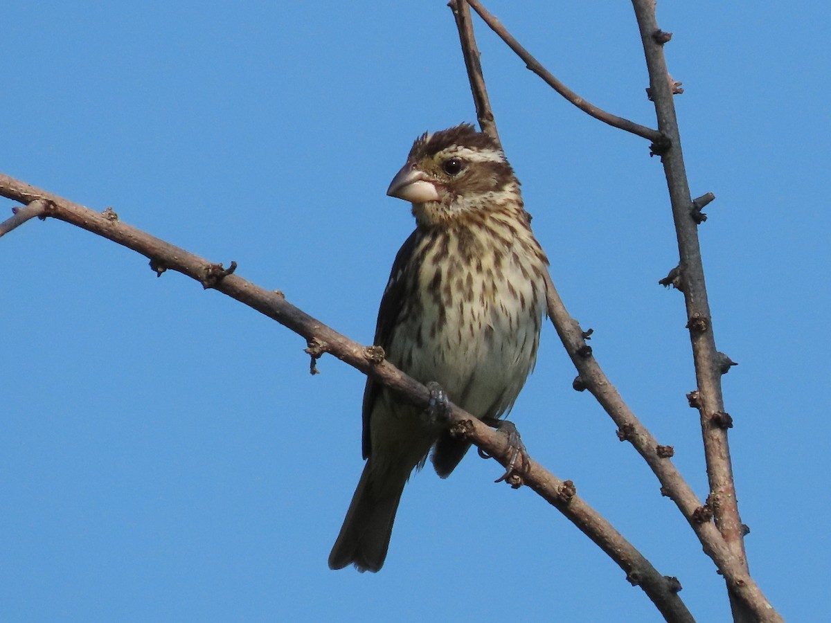 Rose-breasted Grosbeak - ML620669330