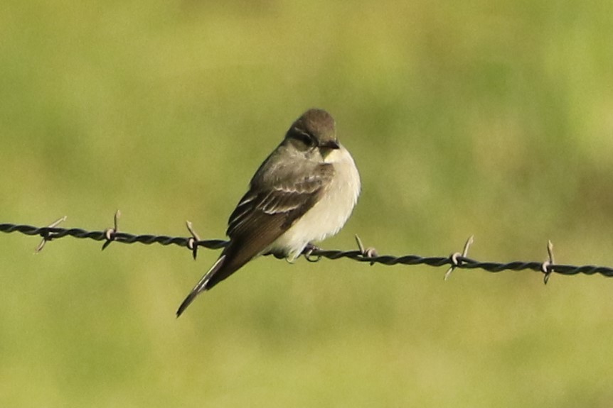 Western Wood-Pewee - ML620669331