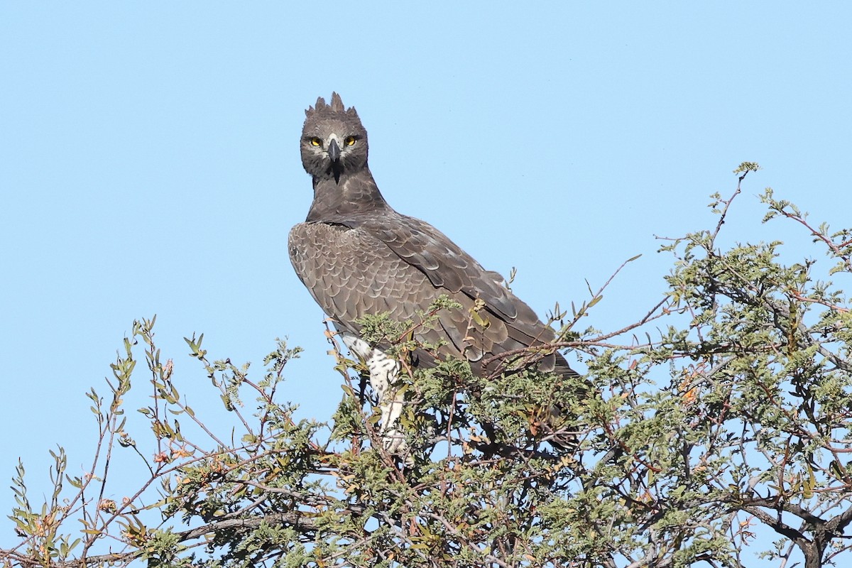 Martial Eagle - ML620669334