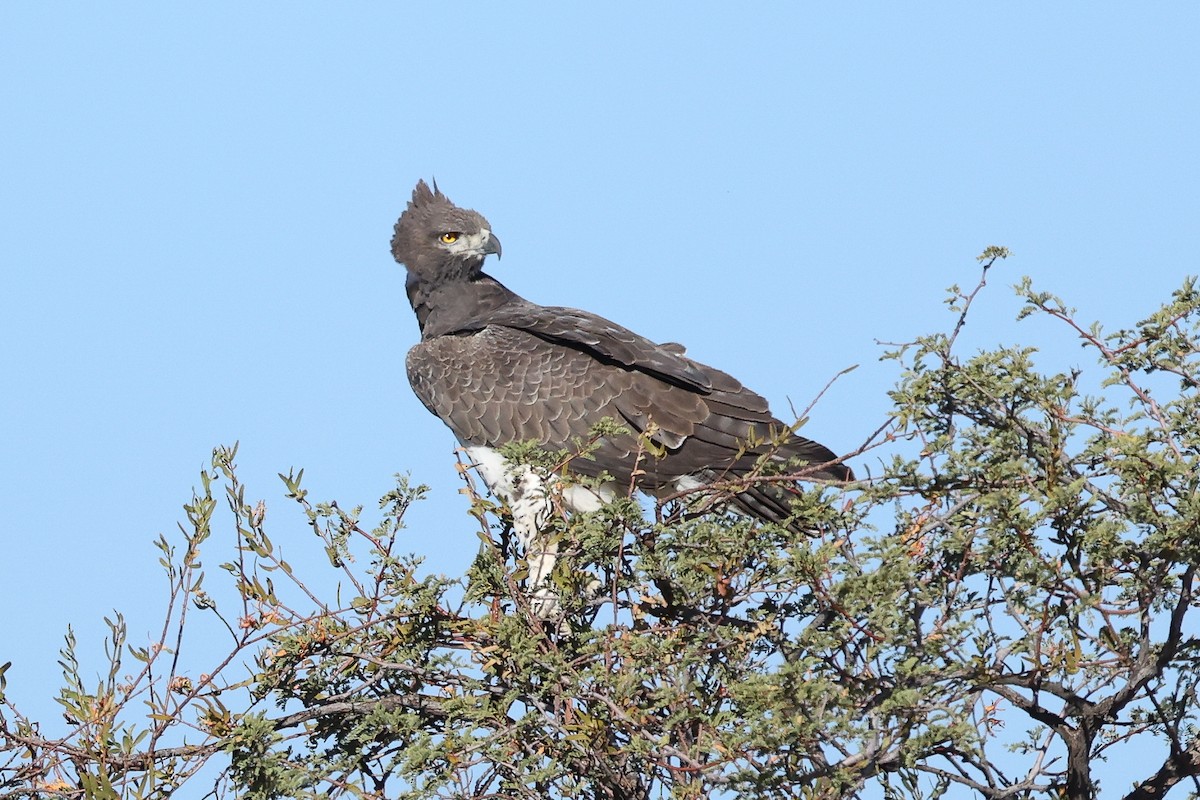 Martial Eagle - ML620669335