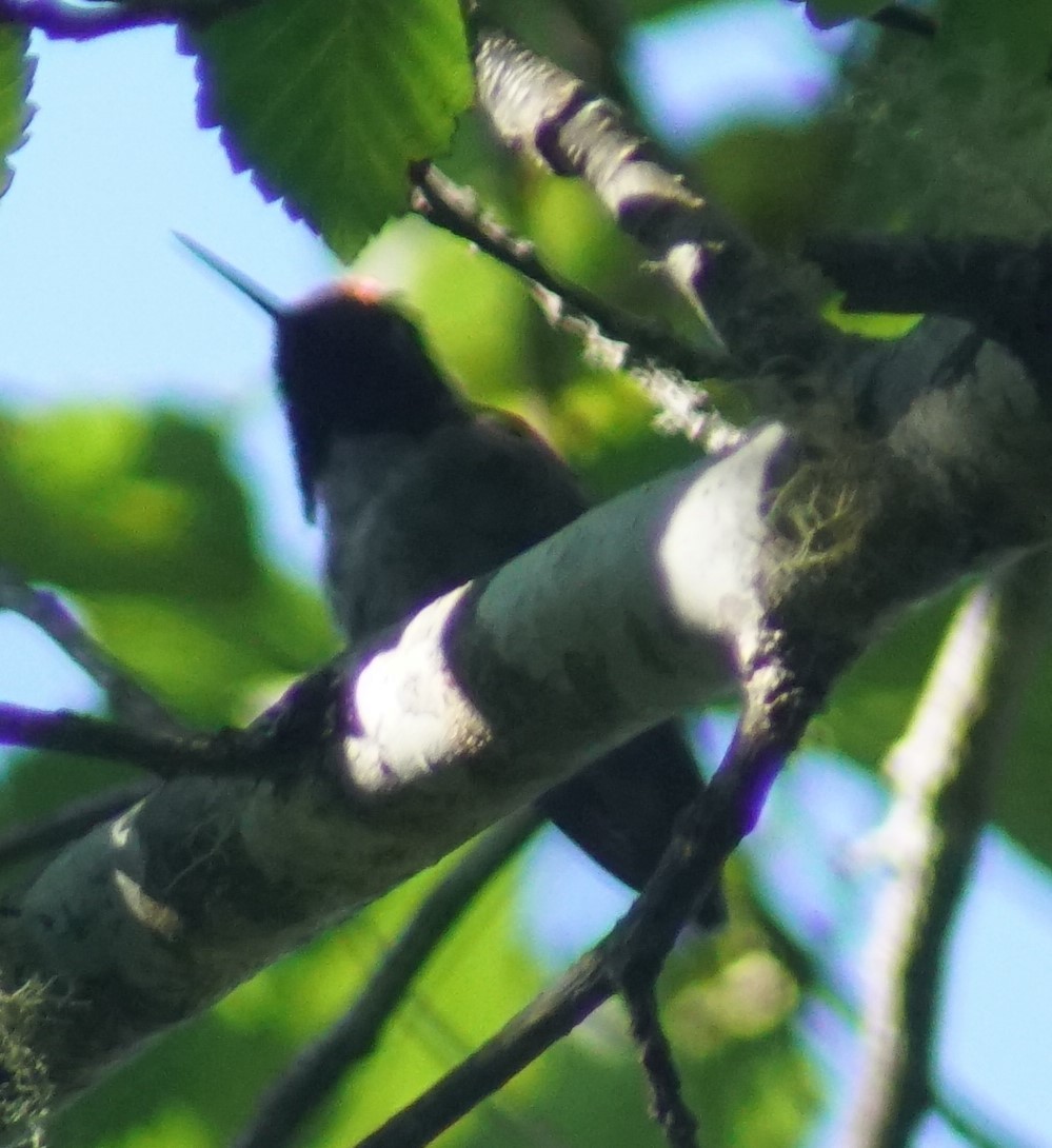 Anna's Hummingbird - ML620669336