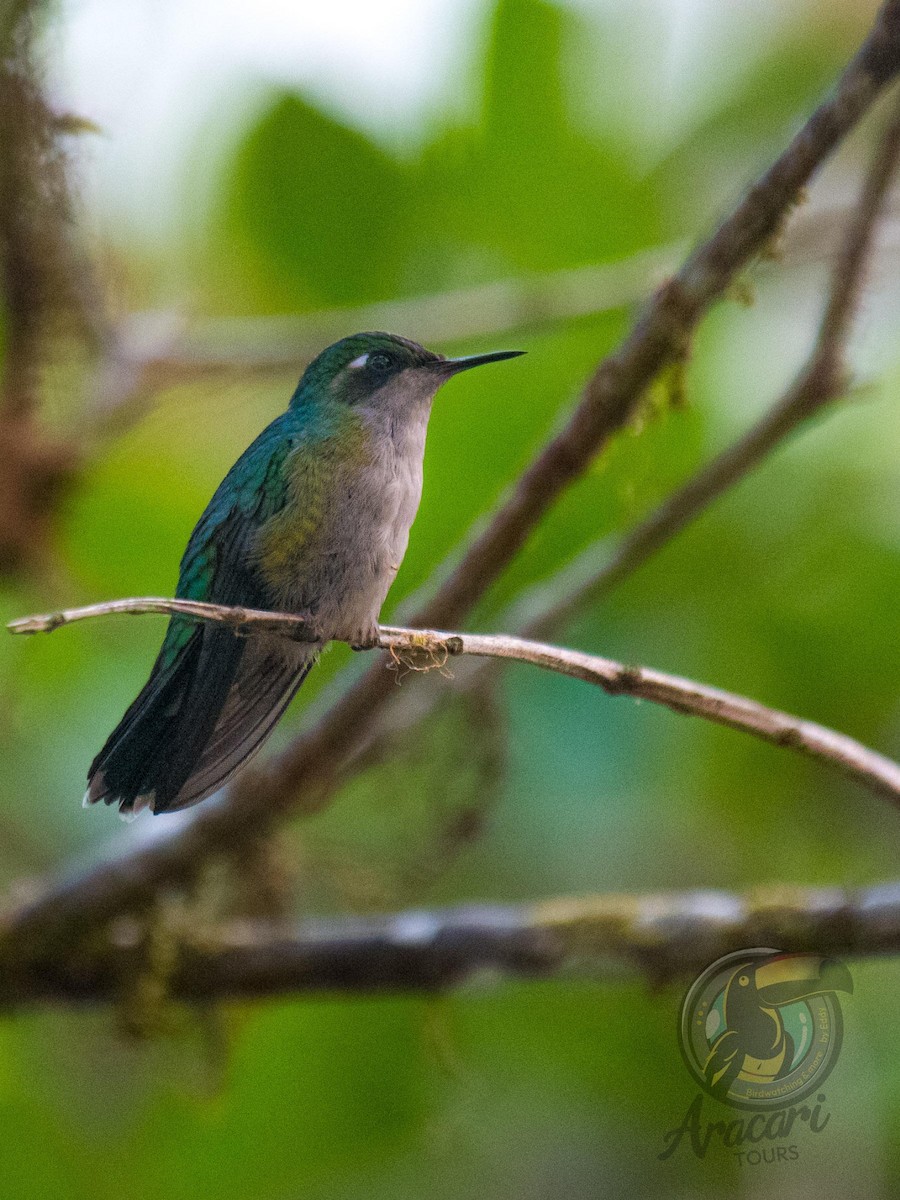 Emerald-chinned Hummingbird - ML620669343