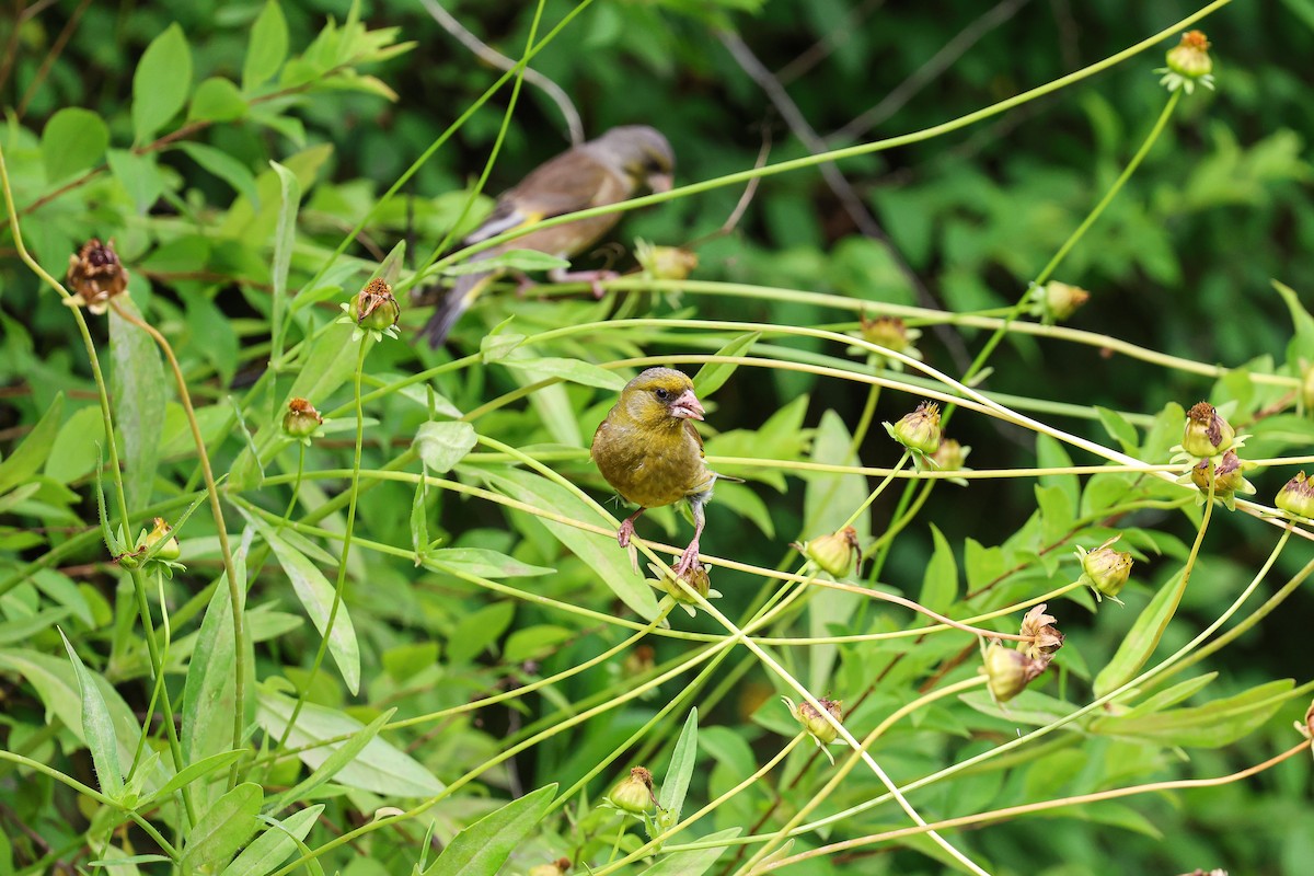 Oriental Greenfinch - Shin Mun Cheol