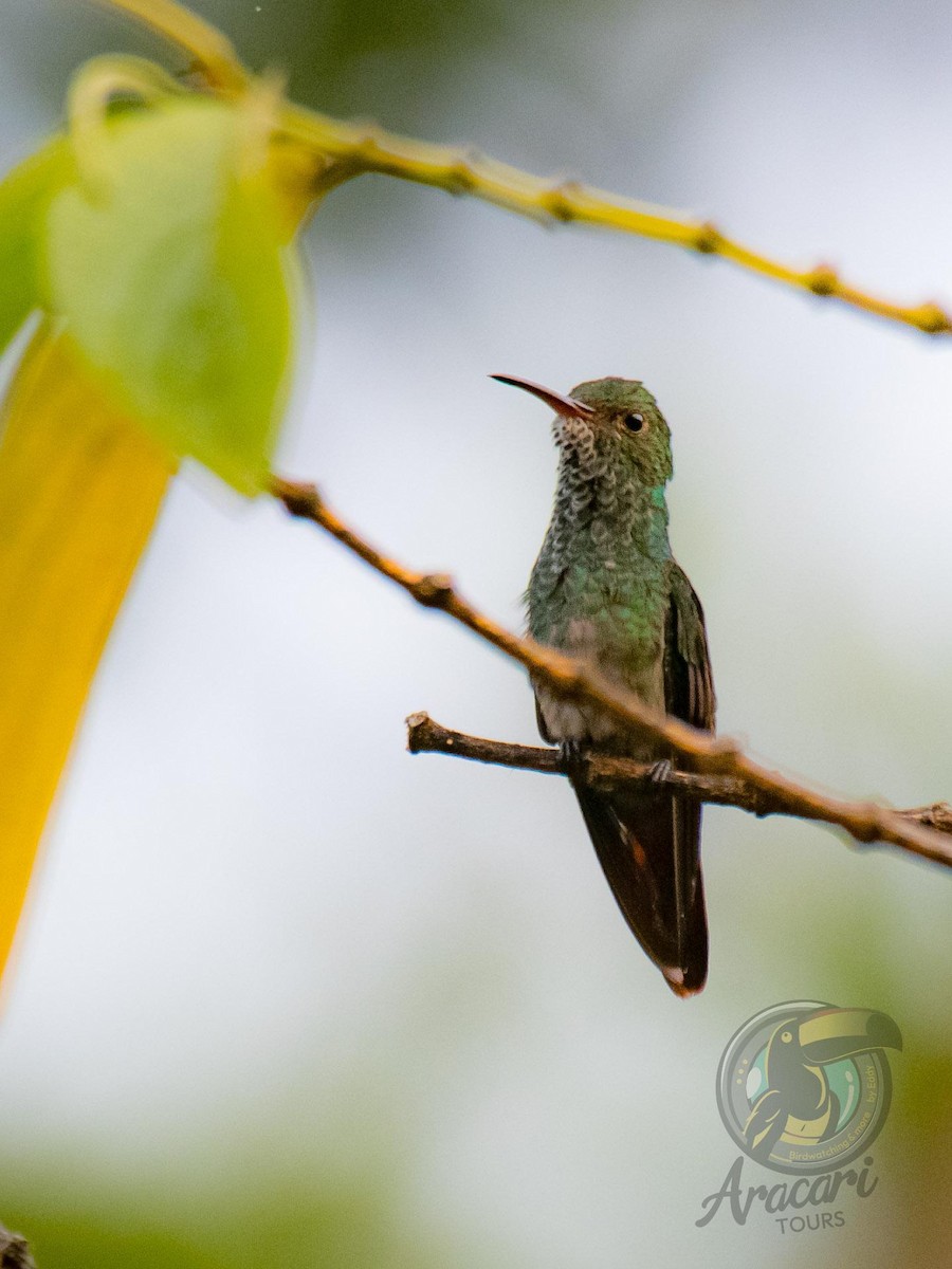 Berylline Hummingbird - ML620669346