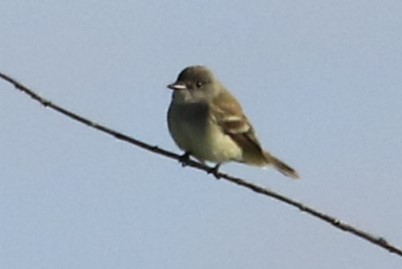 Willow Flycatcher - Janice Miller