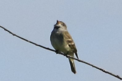 Willow Flycatcher - ML620669355