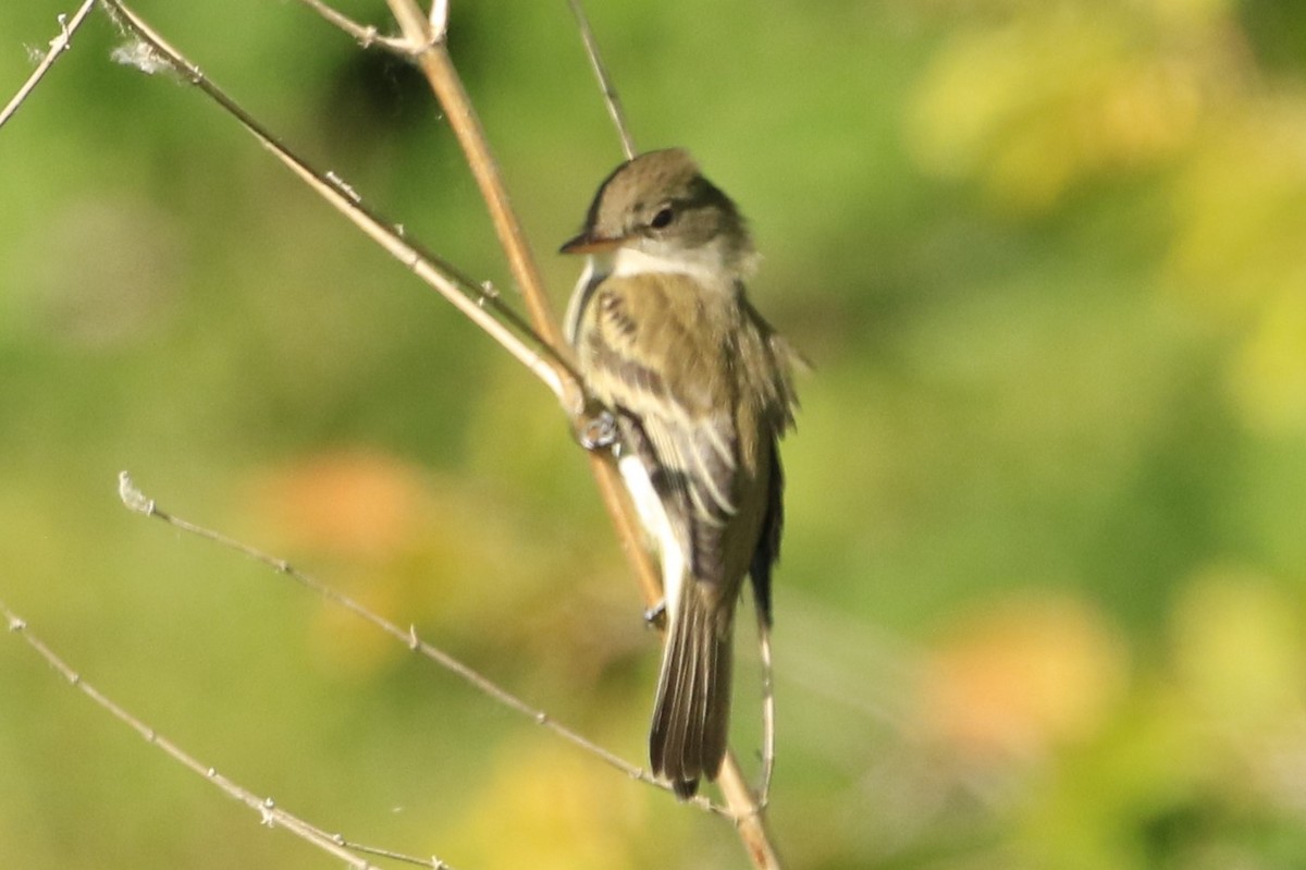 Willow Flycatcher - Janice Miller