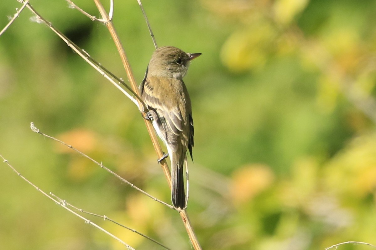 Willow Flycatcher - ML620669359