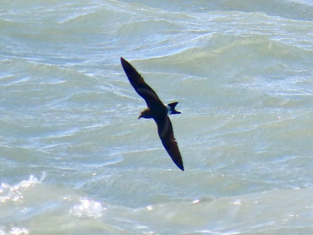 Leach's Storm-Petrel - ML620669361