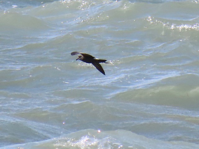 Leach's Storm-Petrel - ML620669362