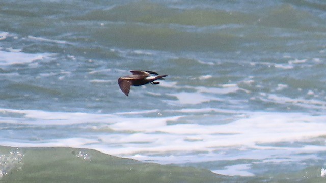 Leach's Storm-Petrel - ML620669364