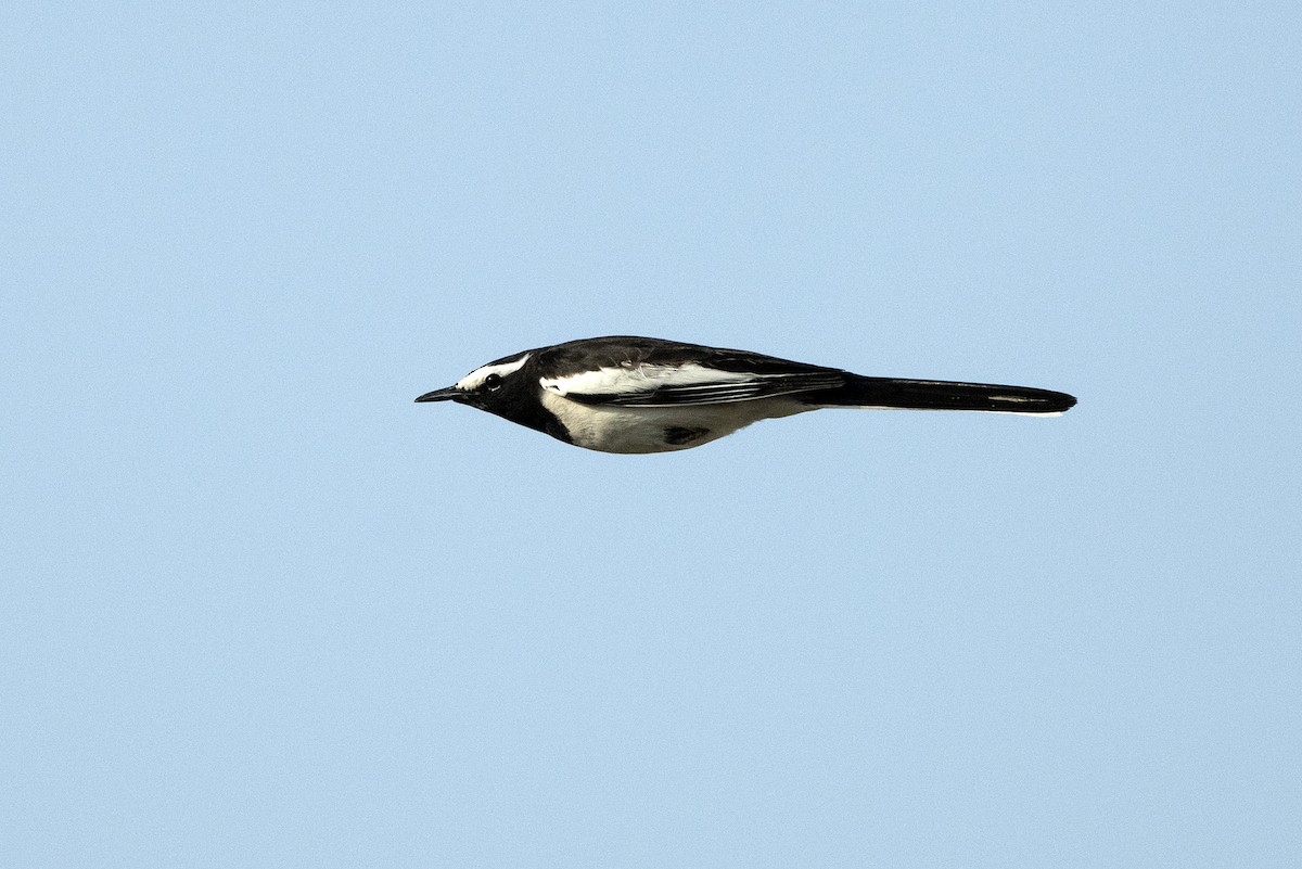 White-browed Wagtail - ML620669366