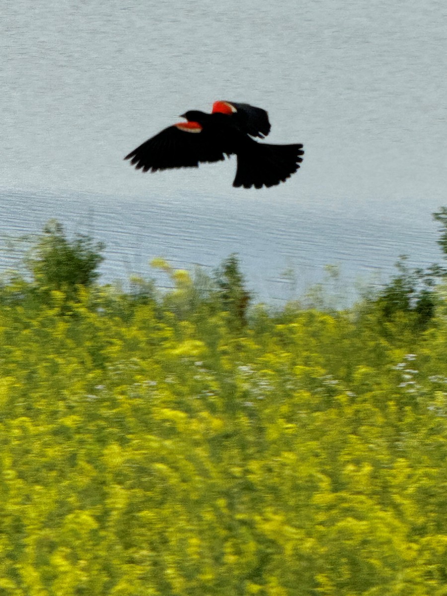 Red-winged Blackbird - ML620669377