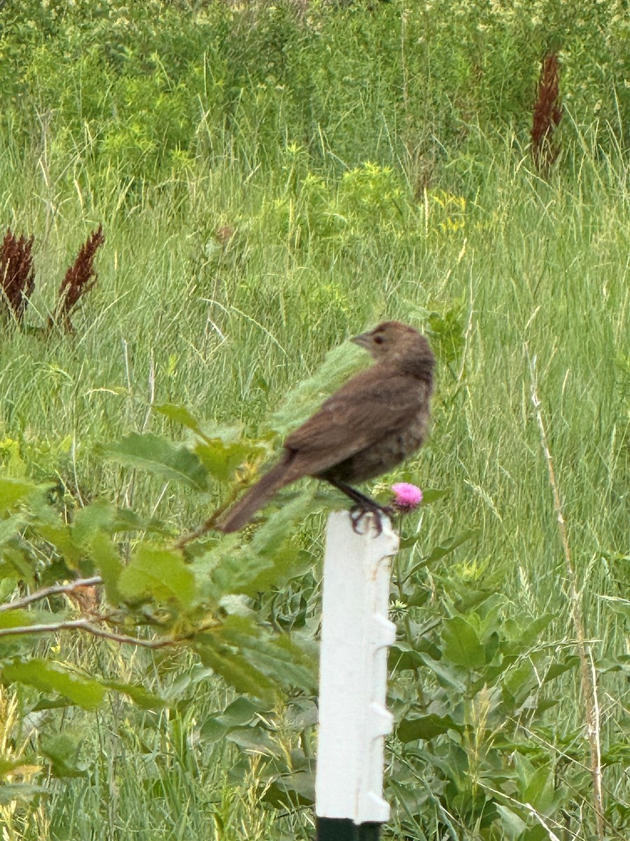 Brown-headed Cowbird - ML620669378