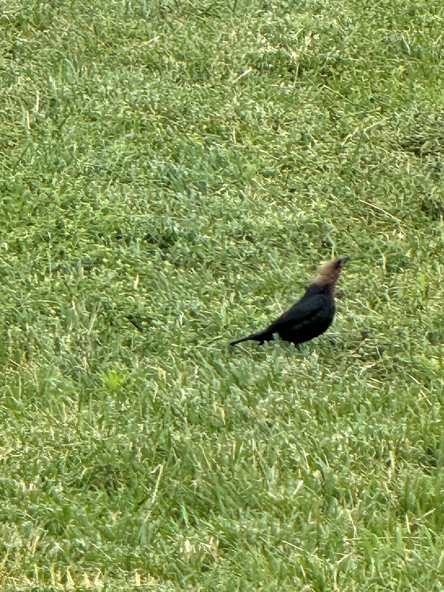 Brown-headed Cowbird - ML620669379