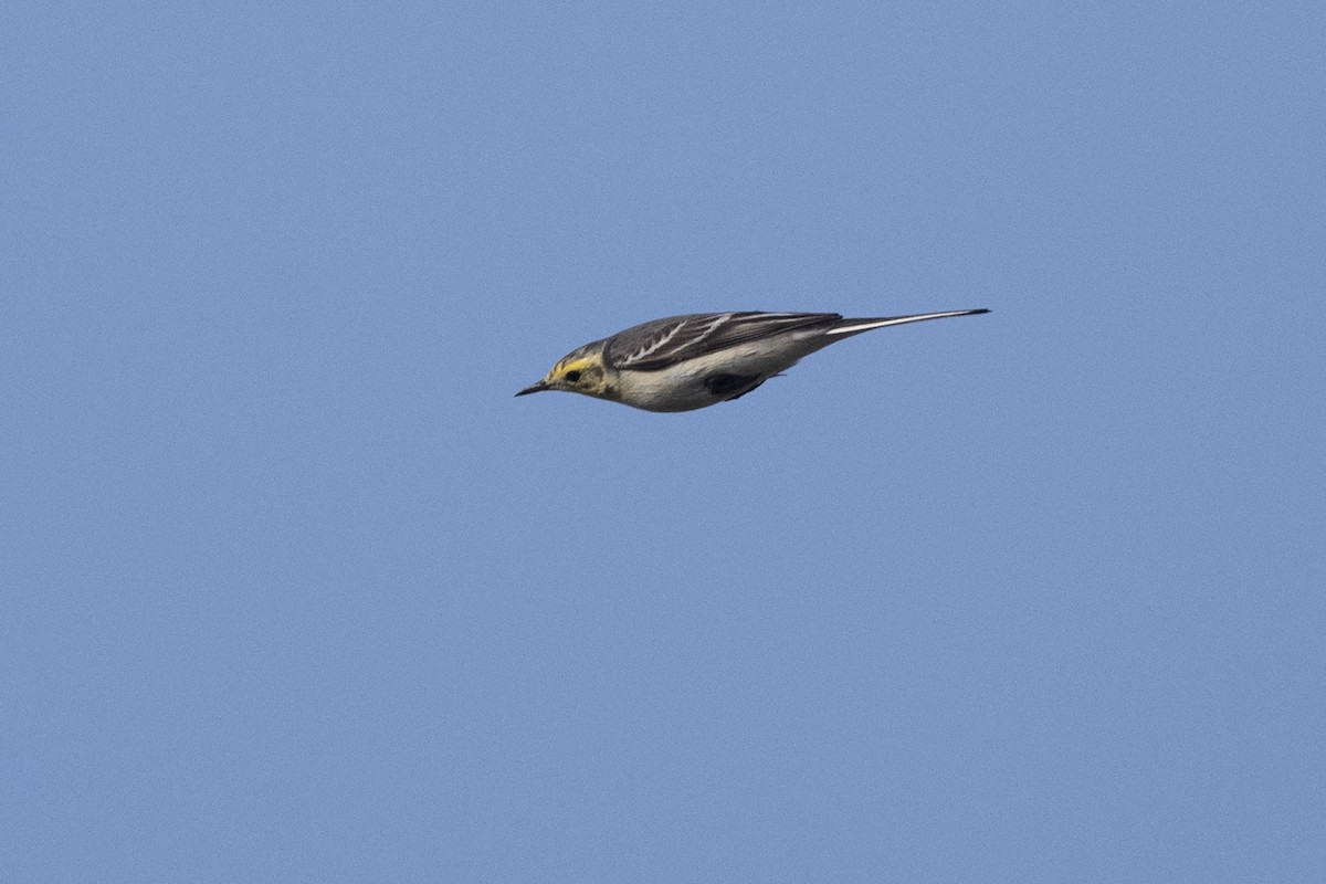 Citrine Wagtail - ML620669380