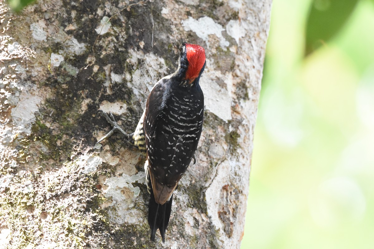 Black-cheeked Woodpecker - ML620669381