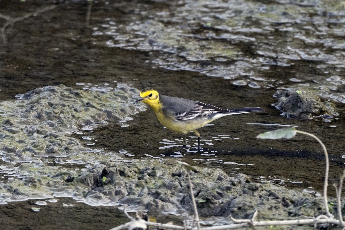 Citrine Wagtail - ML620669383