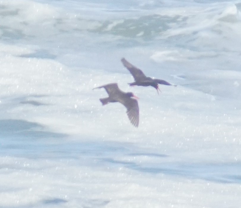 Black Oystercatcher - ML620669386