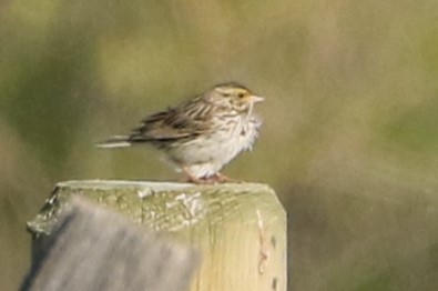 Savannah Sparrow - Janice Miller