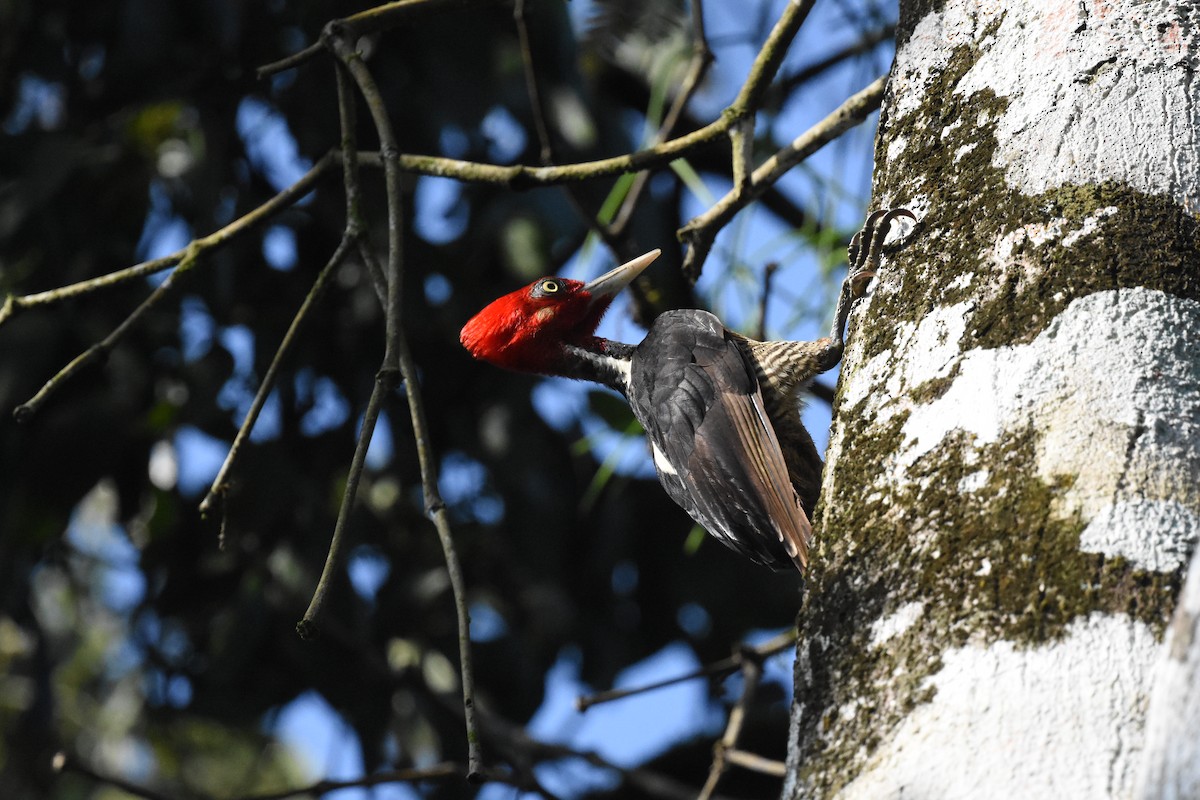 Pale-billed Woodpecker - ML620669388