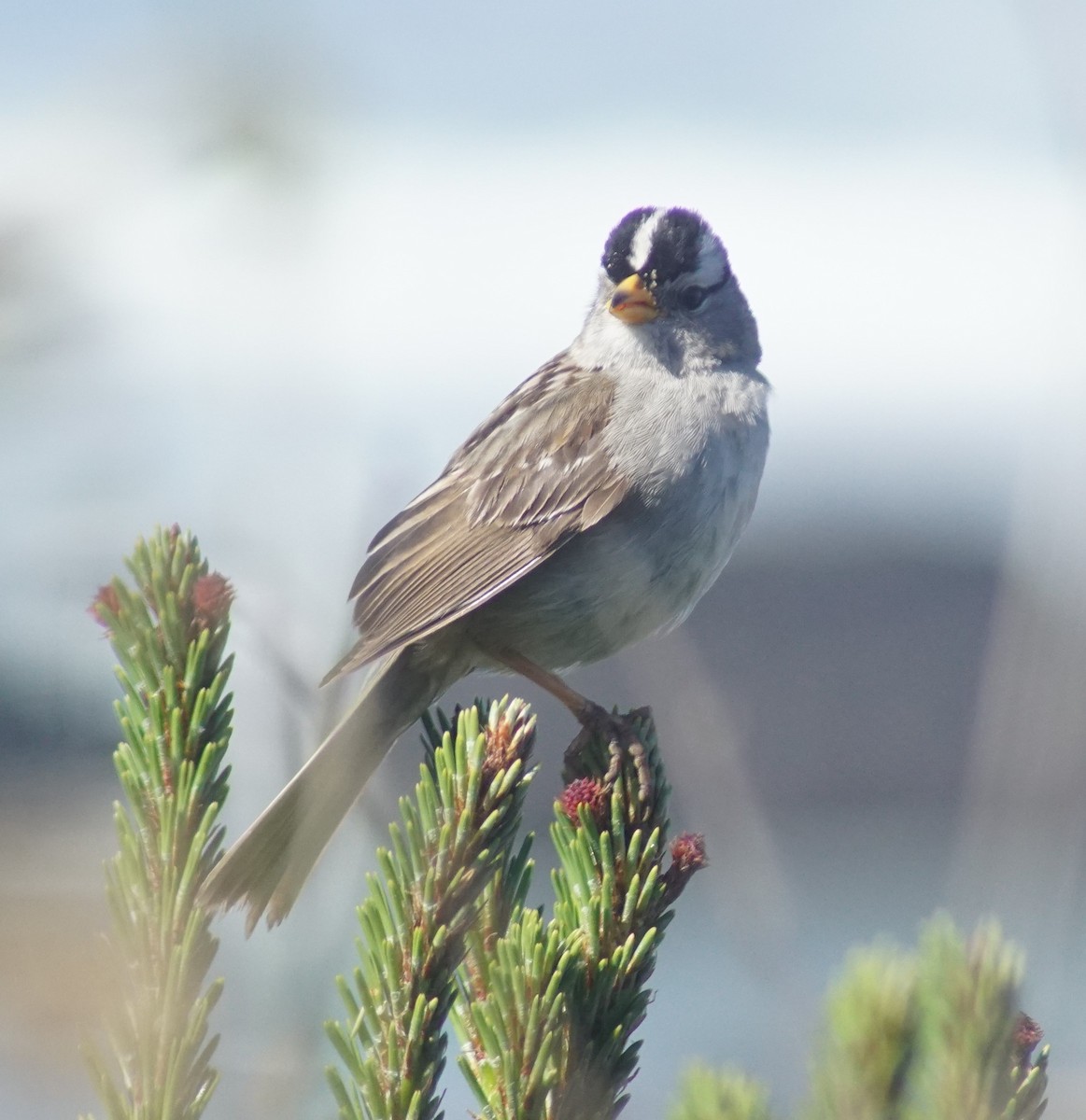 White-crowned Sparrow - ML620669390