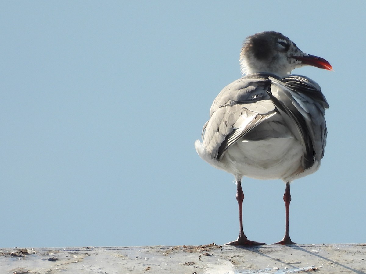 Laughing Gull - ML620669392