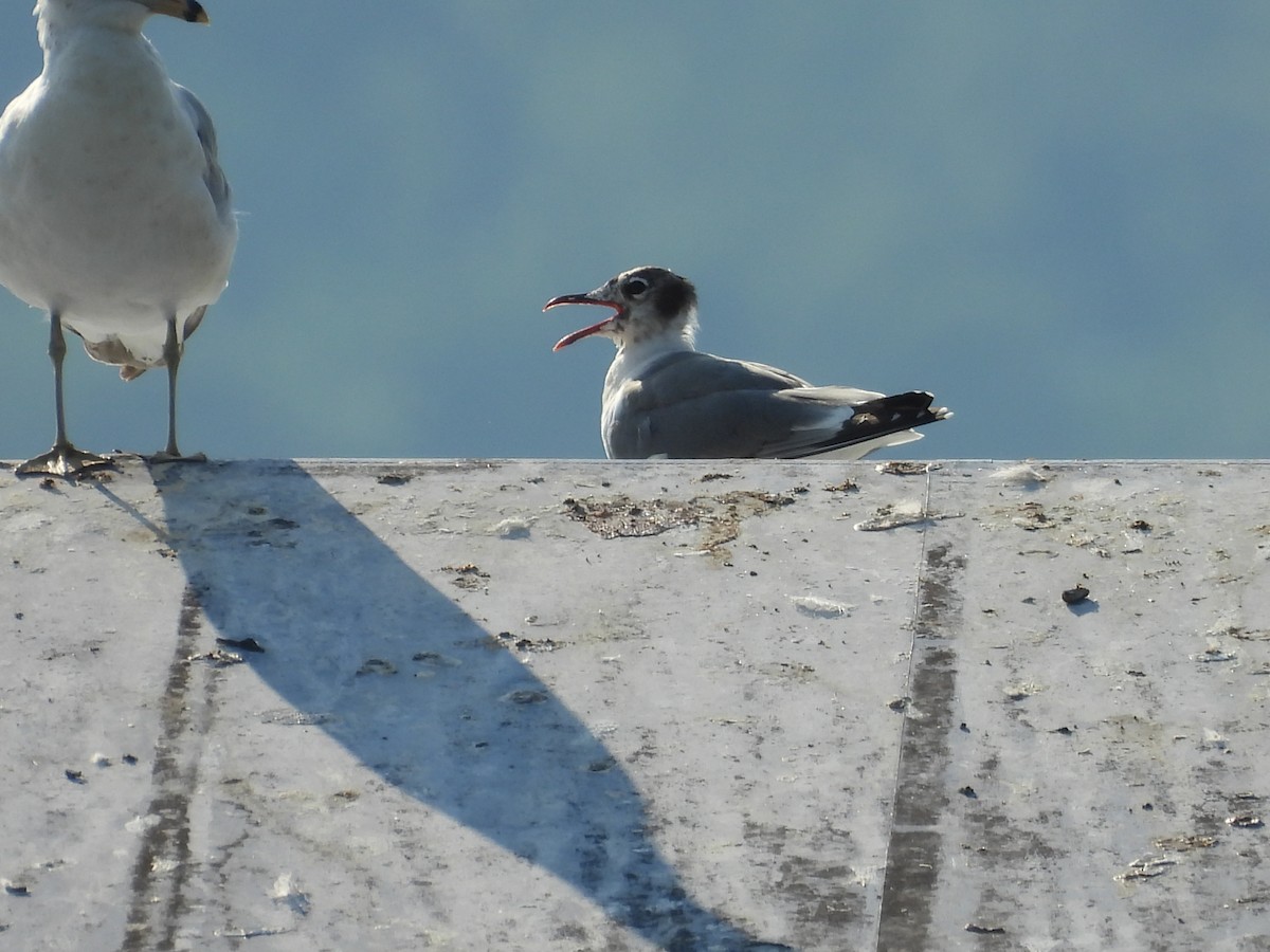 Mouette atricille - ML620669394