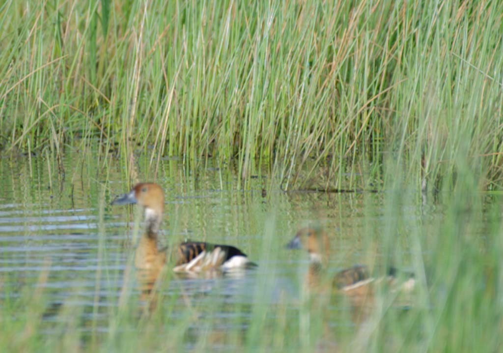 Fulvous Whistling-Duck - ML620669397